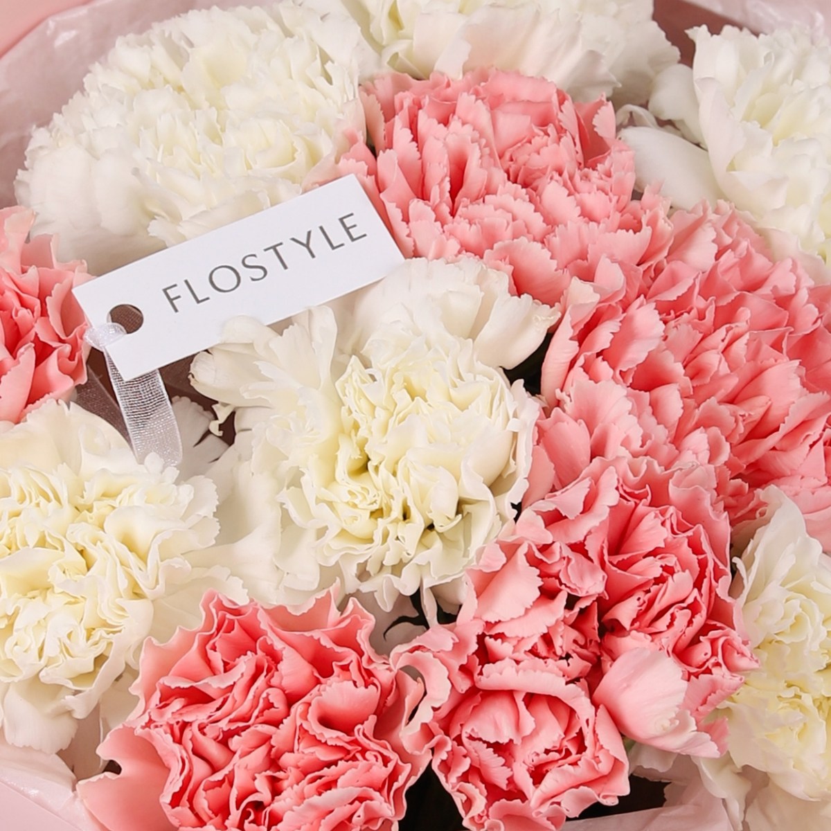 diantusy belo-rozovye 7